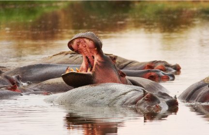 hippopotame tanzanie